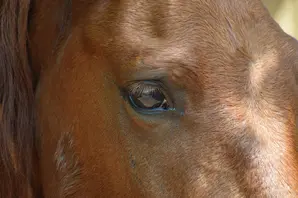 A closeup of a chestnut horse's eye