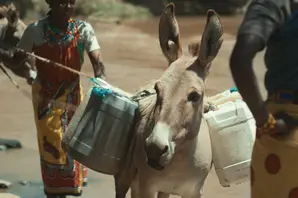 Donkey ICWE Water Conference.jpg