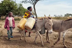 Donkeys transport water in Kenya