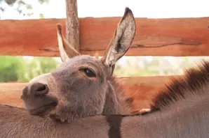 Donkey rests head on another donkey in truck in Kenya