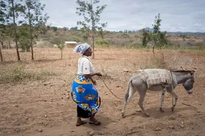Woman walks behind her donkey