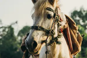 Horse in Nepal