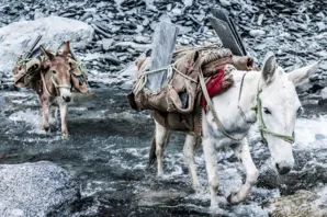 Donkeys carry slate across a river. Credit: Richard Dunwoody