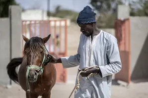 Horse and owner in Senegal