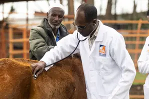 Vet treats horse in Ethiopia