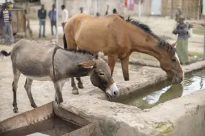 Horses drink from trough in Ethiopia 