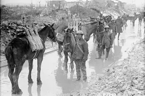 Working animals and soldiers in World War One