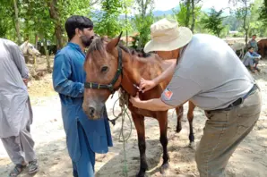 Man injects horse in neck