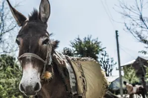A donkey carries supplies in India