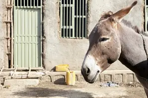Donkey in Ethiopia