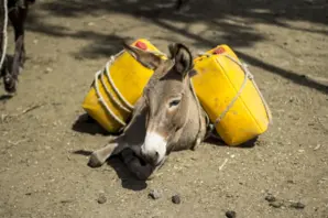 Donkey carrying jerrycans of water rests on ground 
