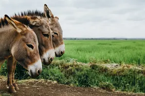 donkeys in Kenya