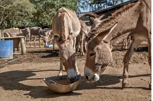 donkeys-skin-trade.jpg