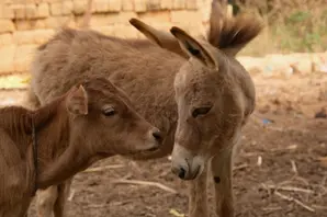 Calf and donkey foal in Senegal