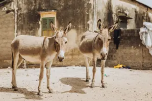 Two donkeys stand in front of a house in Senegal