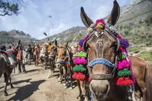 Horses dressed in colourful patterns at religious ceremony in India