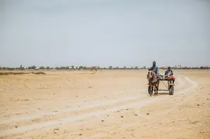 Horse pulls cart in Senegal