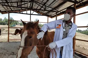 Vet treats horse in Ethiopia