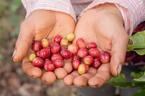 Cherry coffee beans in Nicaragua 