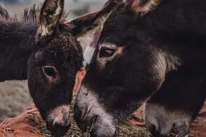 A donkey foal eats next to its mother