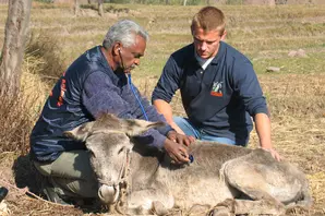 scott-miller-pakistan-treating-donkey.JPG