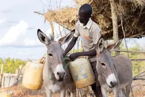 Boy loads donkeys with water in Africa