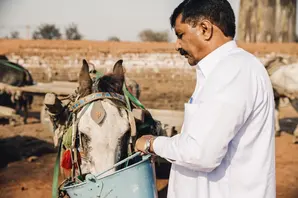 Vet treats horse in Pakistan