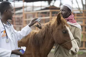Vet treats horse in Ethiopia 