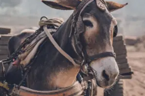 Brick kiln donkey