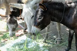 Three donkeys eating together