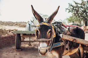 Working donkey in Pakistan