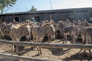 A group of donkeys stand together behind a fence