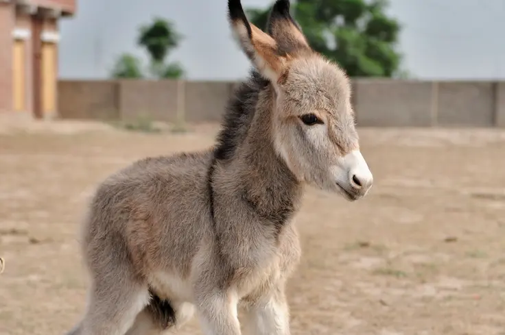 A cute donkey foal