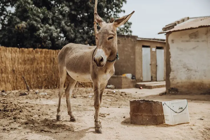 Donkey in Senegal drought