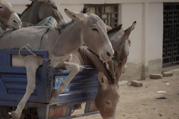 Donkeys being transported cramped in a truck bed 