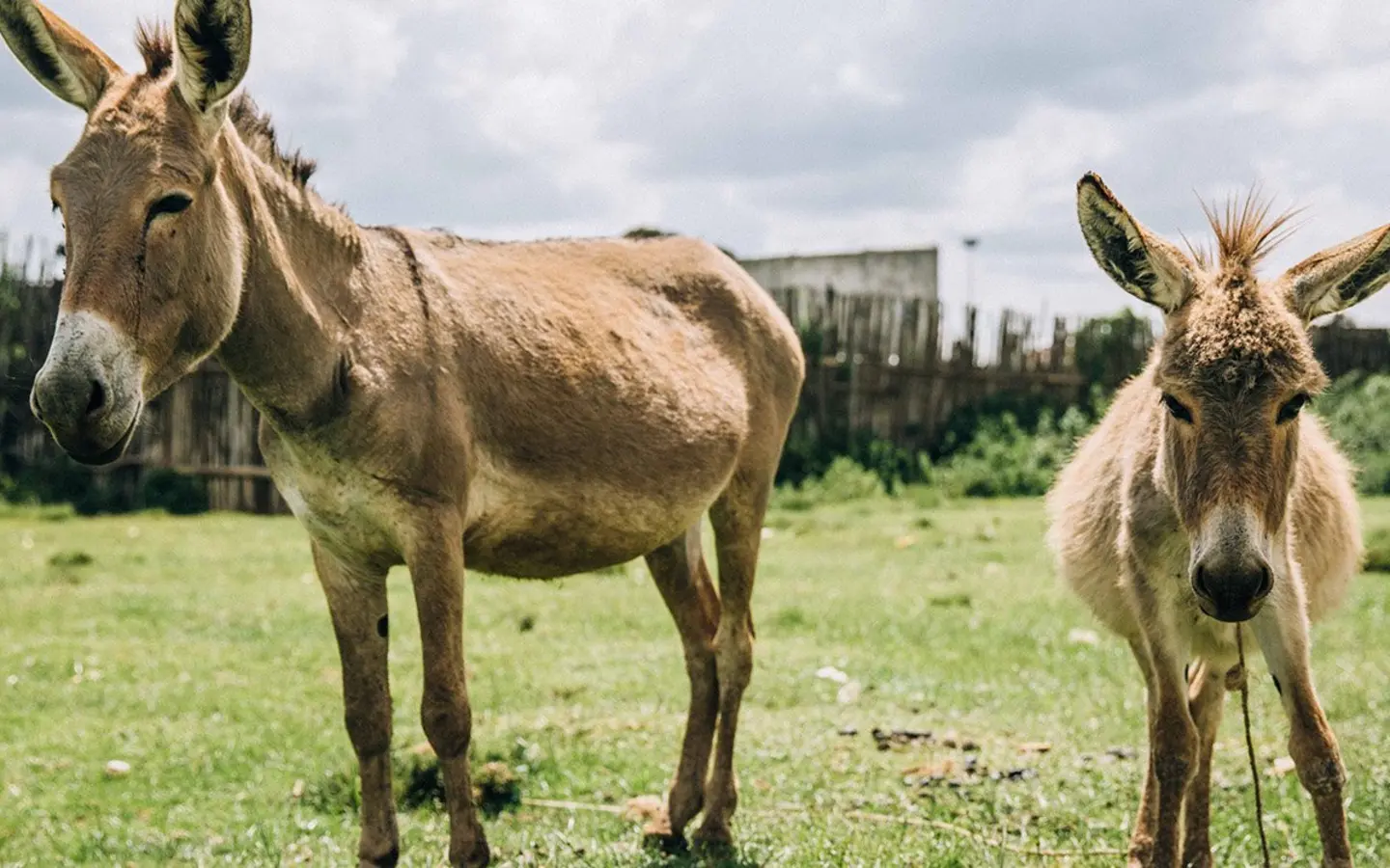 Every day, working horses, donkeys and mules face exhaustion, injury and hardship.