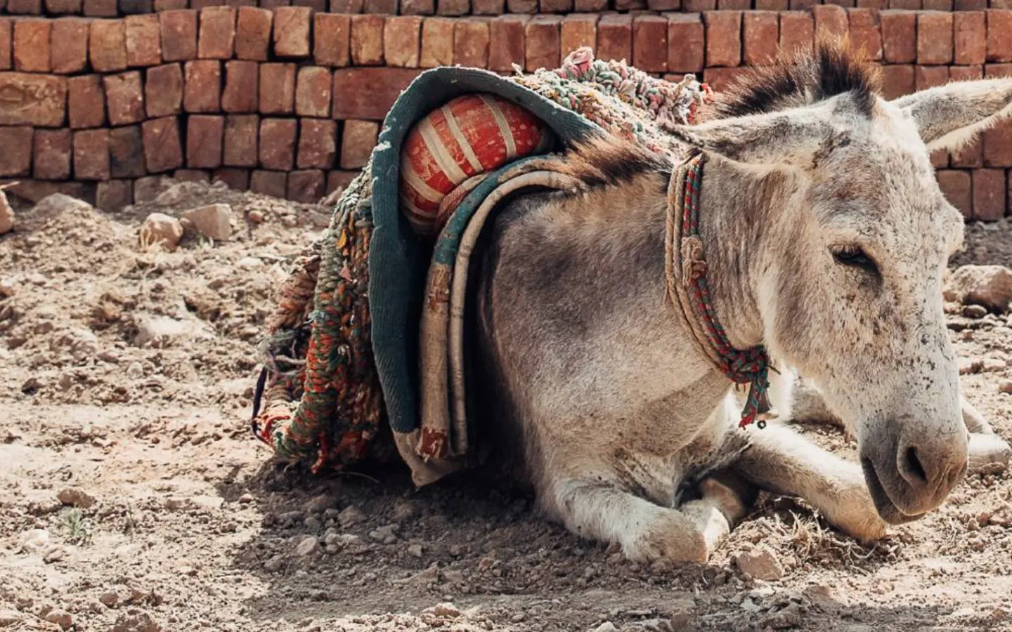 Donkey resting at a brick kiln