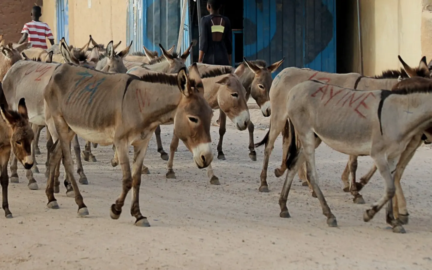 Herds of donkeys are being stolen for their skins.