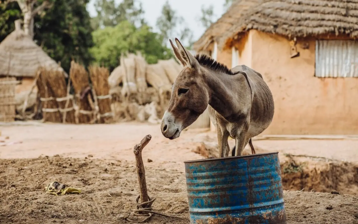 A donkey stands outside in front of a blue water barrel and a hut