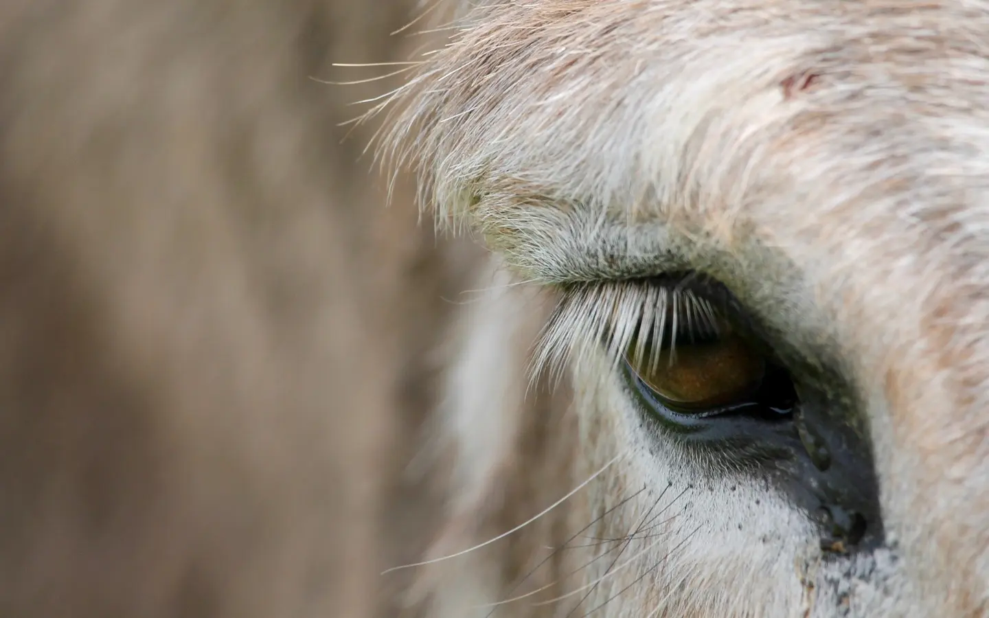 Close up of a donkey's eye