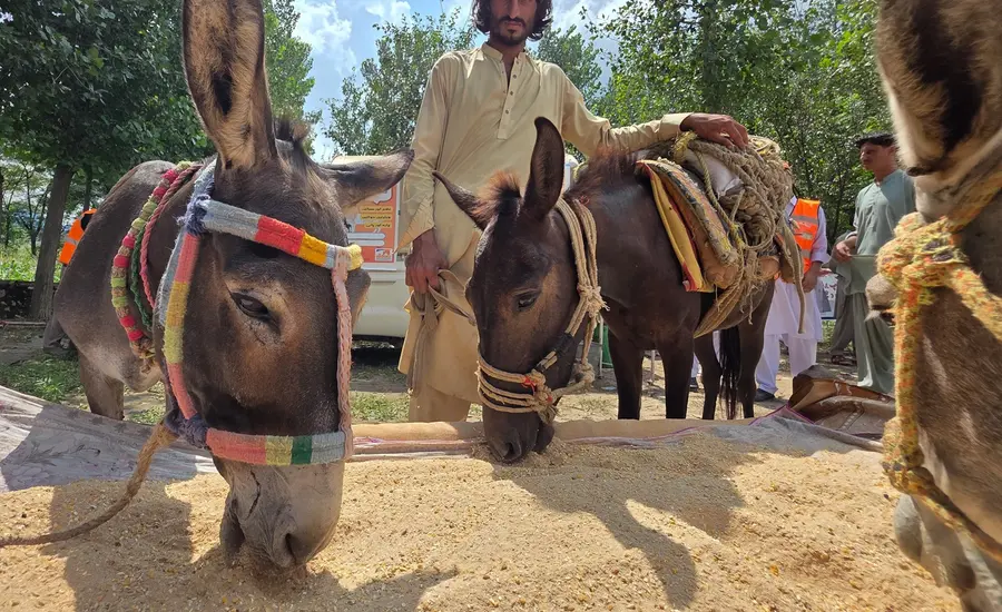 The role and welfare of working animals in disasters brooke