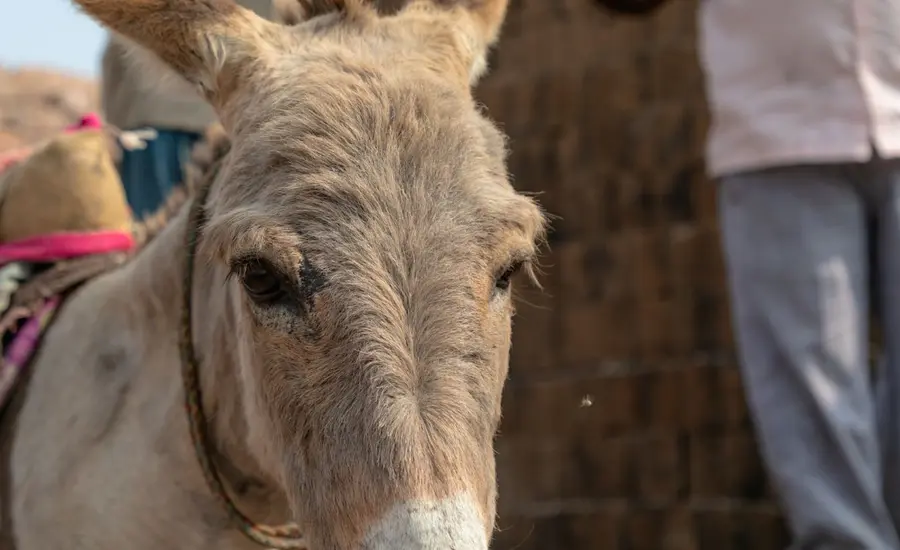Close up of a donkey standing near a brick kiln