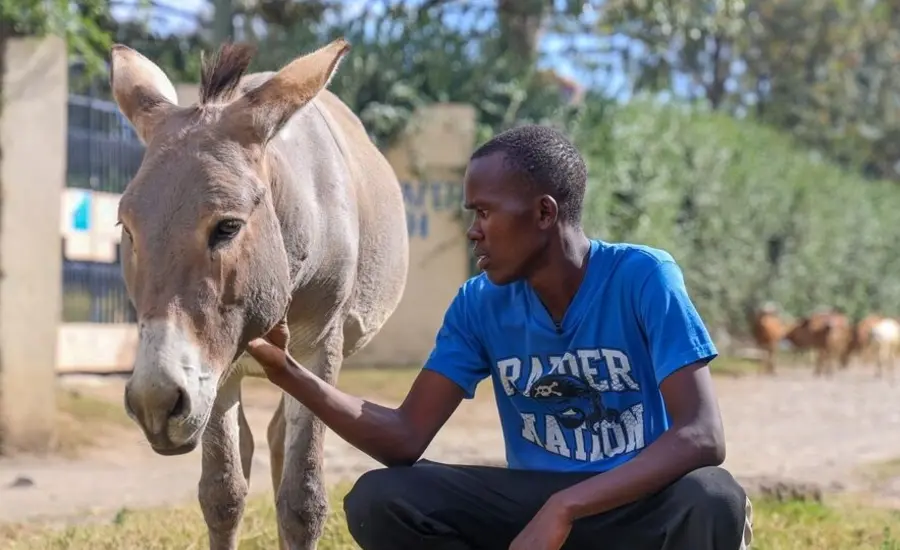 A man in a blue t-shirt sits outside with a donkey