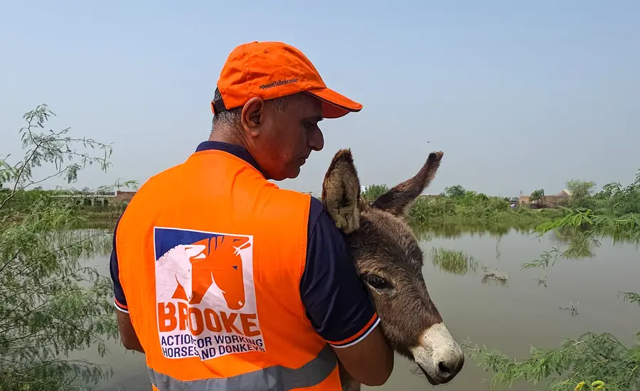 A Brooke staff member in a bright orange cap and jacket holds a donkey against a flooded backdrop.