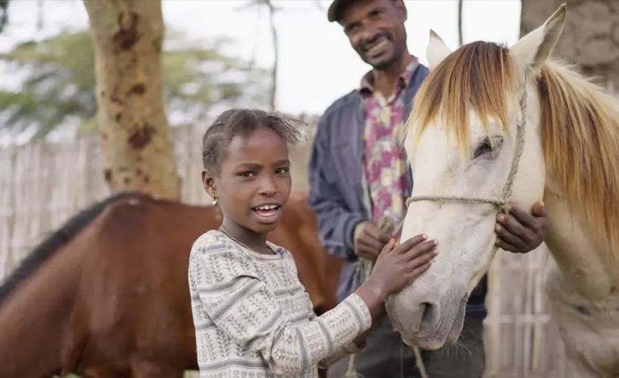 A young girl in a white sweater and a man in a shirt and denim jacket stand outside with a brown horse and a white horse. The girl is touching the white horse.