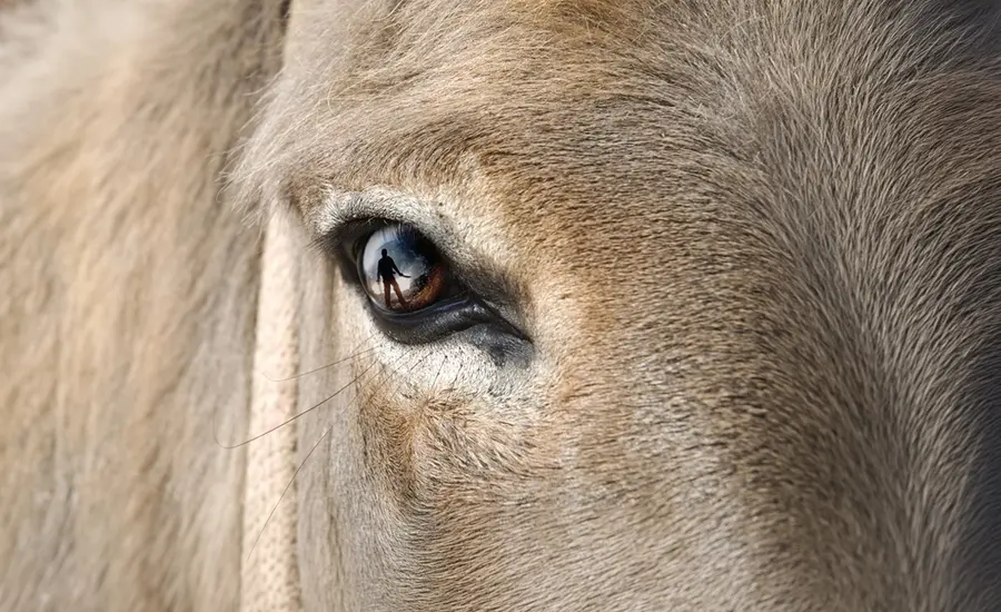 A close up of a donkey's eye with the silhouette of a person in it.