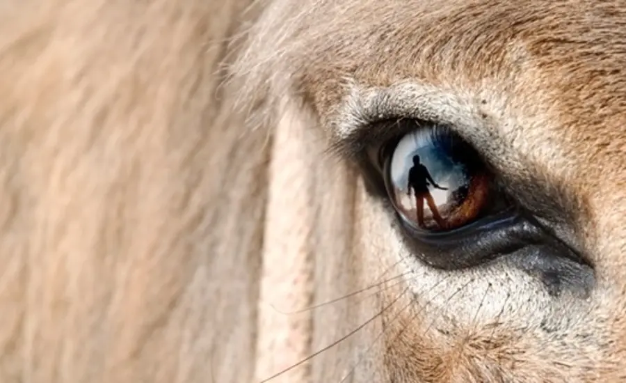 Silhouette in a donkey eye