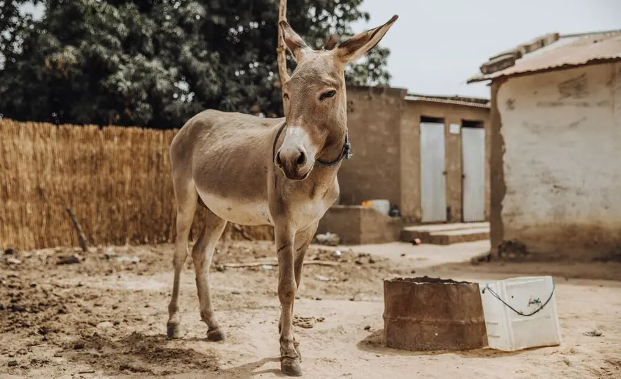 Donkey in Senegal drought