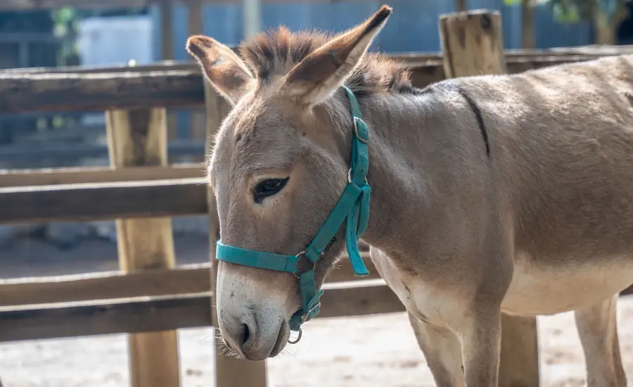 Donkey wearing turquoise bridle