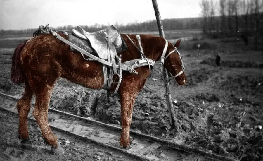 Draft horse in France, 1916